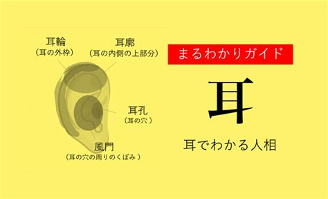 耳形相学|耳占い！耳たぶや形などで分かる性格【観相学】